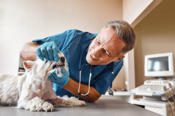 Best Emergency Root Canal Treatment in Rouses Point, NY